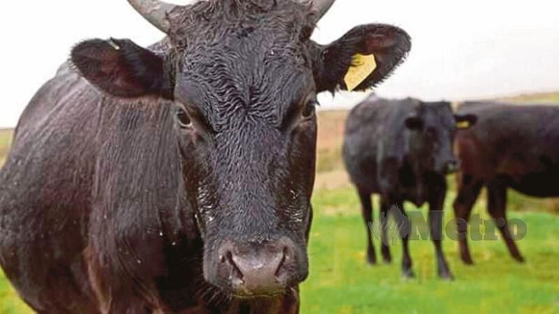 Daging Lembu Paling Mahal Didunia Kobe Atau Wagyu Pengetahuan Kerjaya