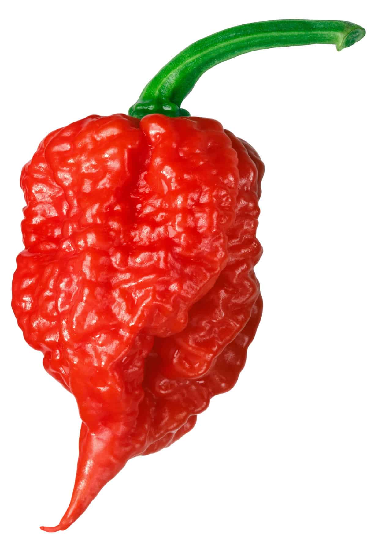 Lada  Carolina Reaper paling pedas di dunia pada masa ini.