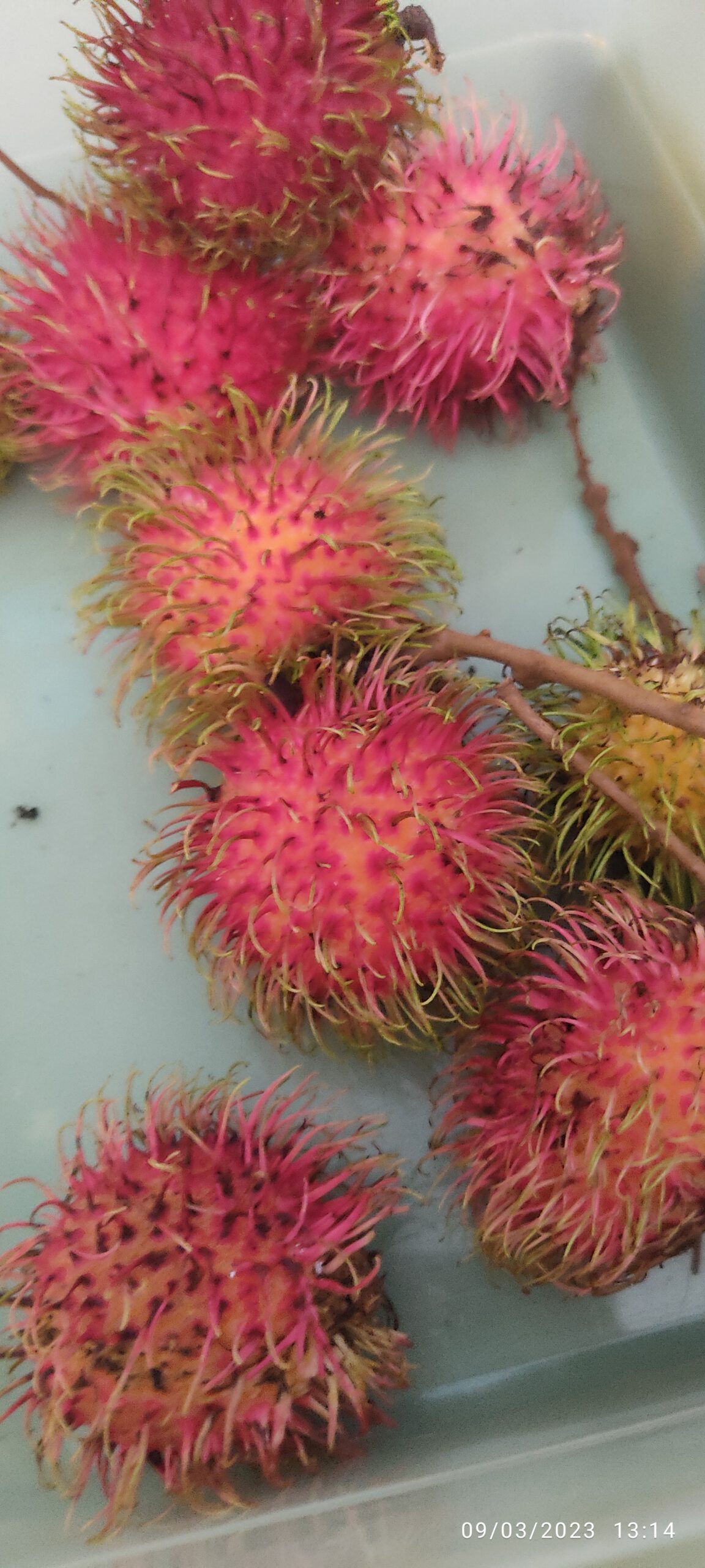 Benarkah Manis Rambutan Mesra Glukosa Darah