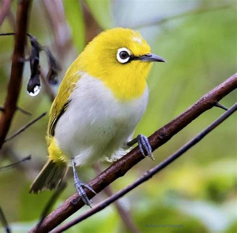 Burung mata putih India ( Indian White- Eyes)