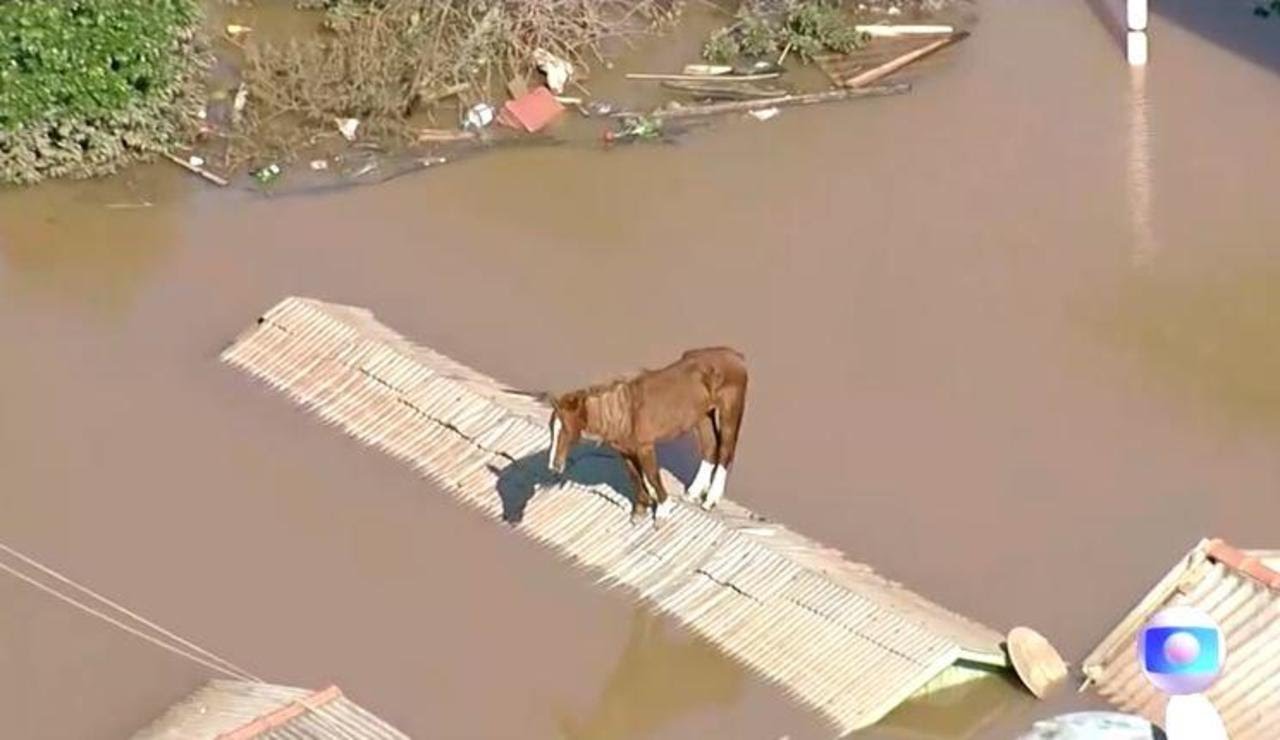 [Video] Caramelo terperangkap lebih 24 jam di atas bumbung akibat banjir diselamatkan