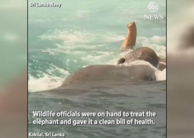 [Video] Gajah diselamatkan dari lautan 15 Km dari pantai Sri Lanka