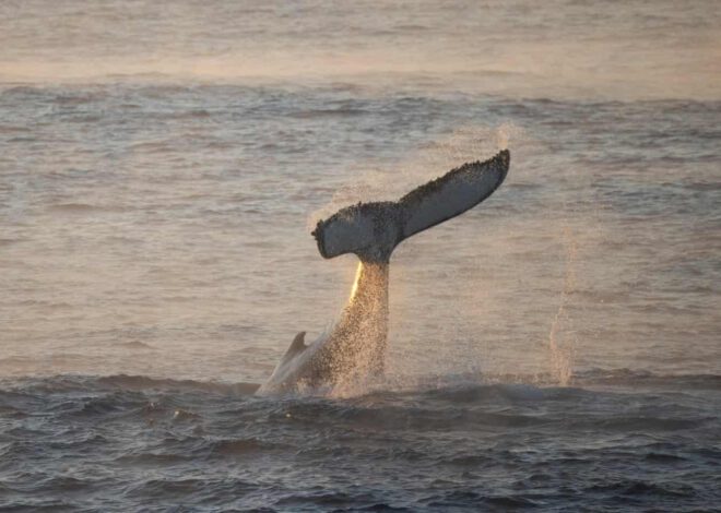 Seorang pemancing cedera akibat libasan ekor ikan paus ketika dalam bot kecil di luar Gold Coast