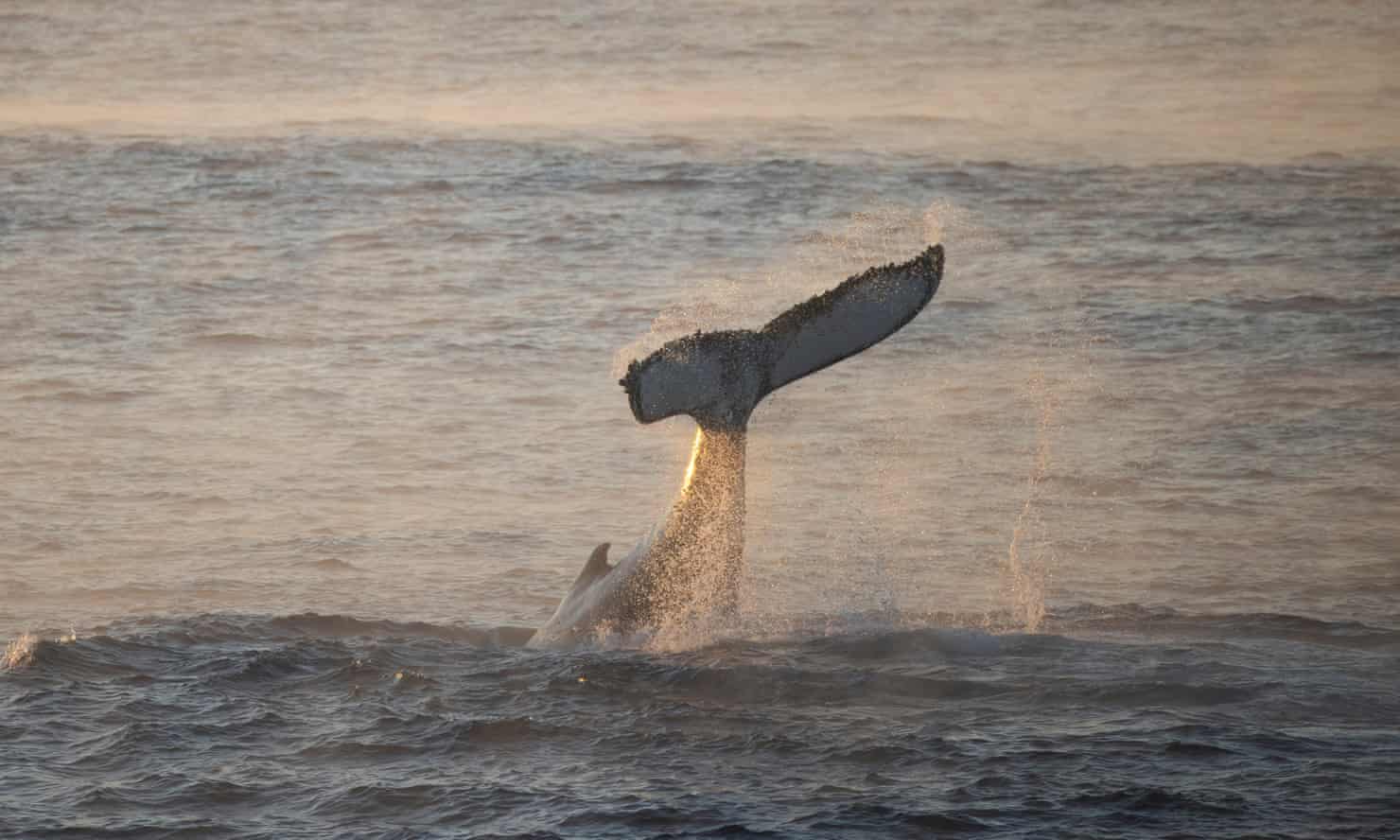 Seorang pemancing cedera akibat libasan ekor ikan paus ketika dalam bot kecil di luar Gold Coast