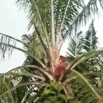 Pokok Sawit pelindung panahan petir yang berkesan