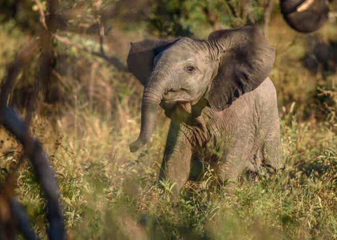 [ Video] Fakta menarik lain tentang anak gajah.