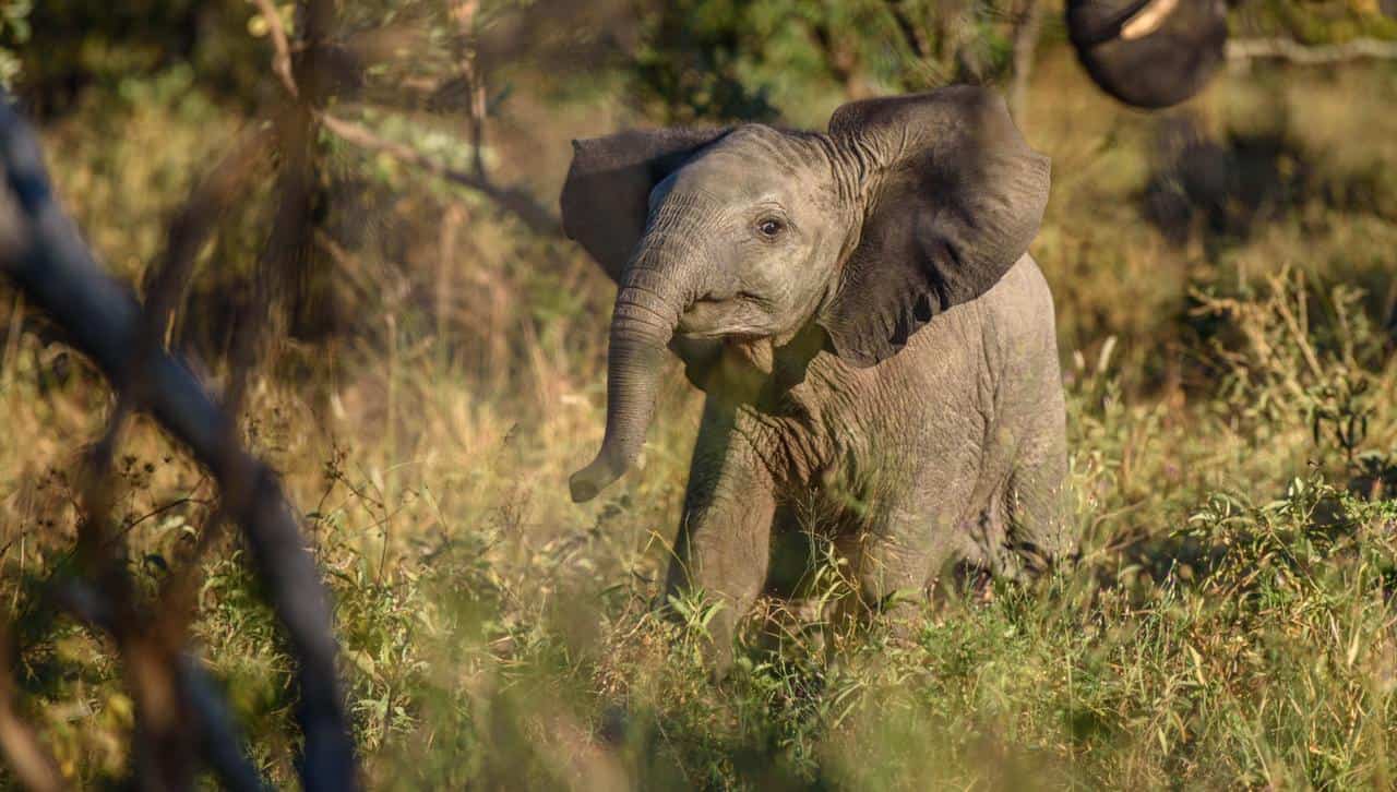 [ Video] Fakta menarik lain tentang anak gajah.