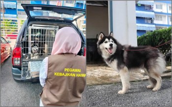 Lelaki Dera Anjing Husky Gagal Hadir perbicaraan, Mahkamah Keluar Waran Tangkap