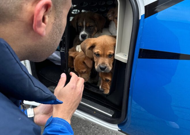 Doktor guna  kapal terbang Menyelamatkan anjing  dari dibunuh oleh majlis perbandaran