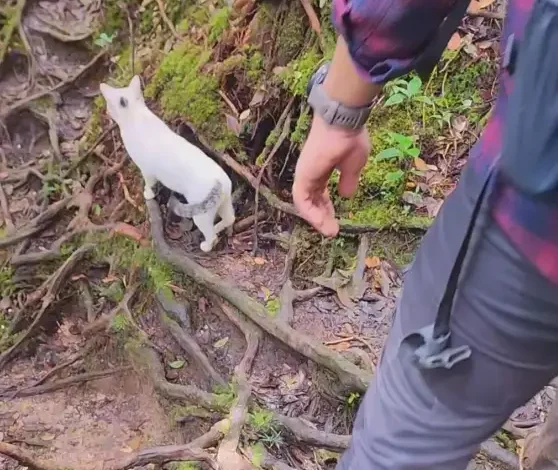 [Video] Misteri Kucing Putih Memandu Pendaki Turun Gunung Bunga Buah Sebelum Naik Kembali