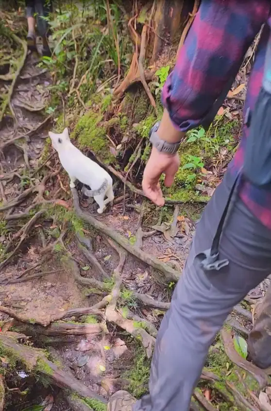 [Video] Misteri Kucing Putih Memandu Pendaki Turun Gunung Bunga Buah Sebelum Naik Kembali