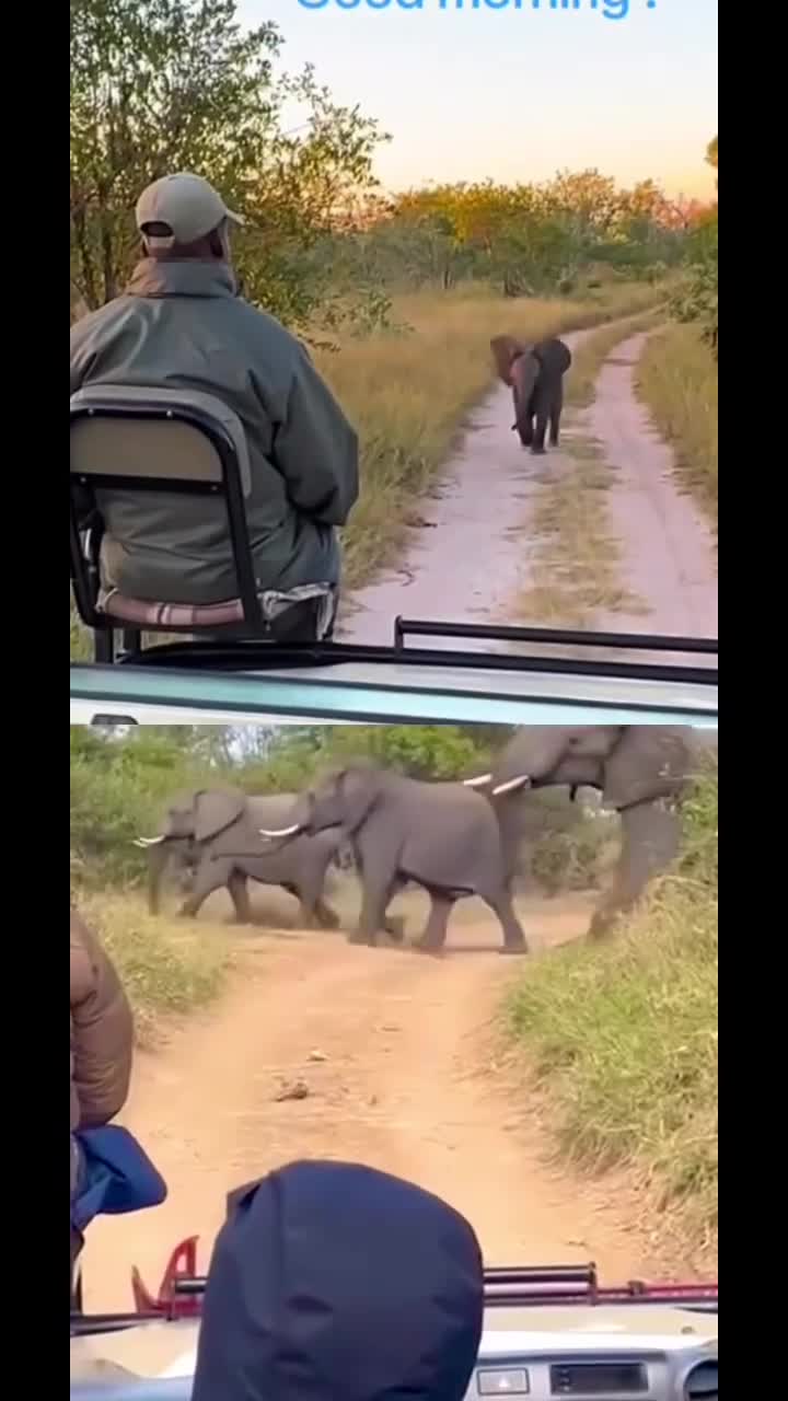 [ Video]Keberanian Pemandu Pelancong Berhadapan dengan Gajah agresif