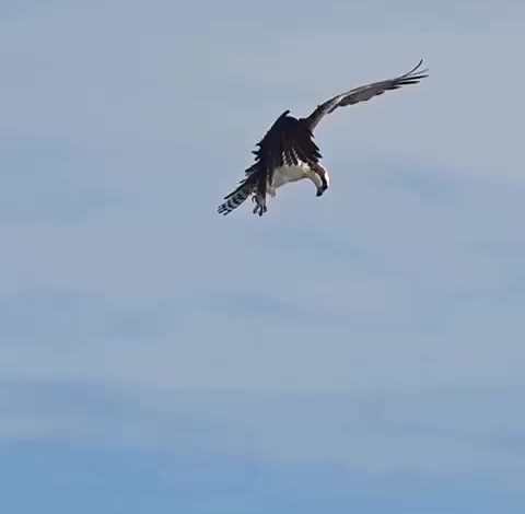 [Video] Pertarungan Udara di Antara Helang dan Pelikan  Merebut Ikan