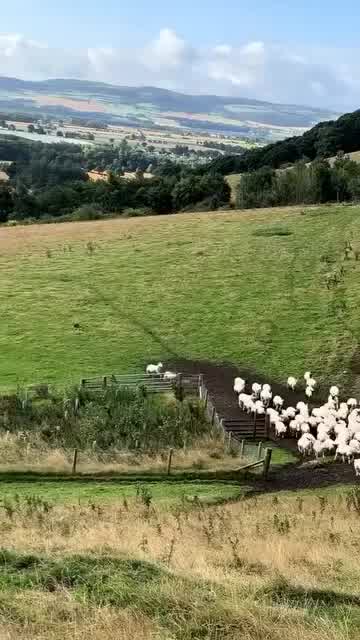 Anjing pintar baka Border Collie dalam Penternakan Biri-biri di Eropah