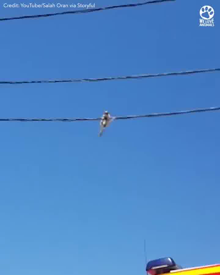 [ Video] Aksi Berani Pasukan Bomba Algeria Selamatkan Kucing Tersangkut di Kabel Elektrik