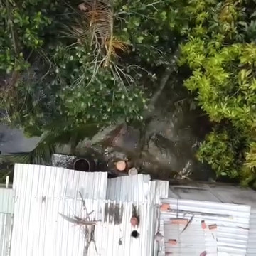 [ Video] Penebangan Pokok Kelapa di Tepi Rumah: Langkah Berhati-Hati Demi Keselamatan