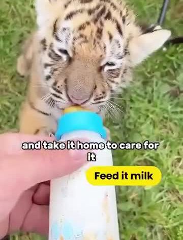 Kisah Benar seekor anak harimau kehilangan ibu