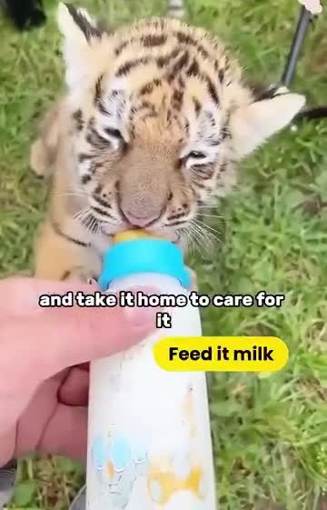 Kisah Benar seekor anak harimau kehilangan ibu