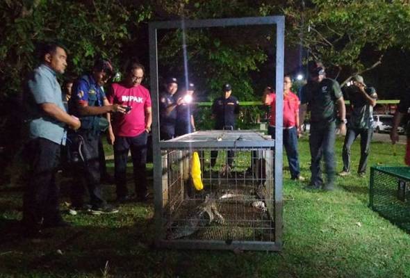 Buaya Tasik Shah Alam berjaya di tangkap