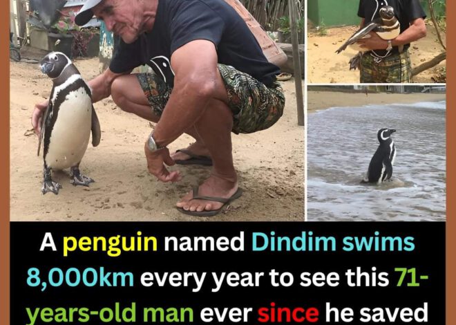 Kisah Kesetiaan Dindim the penguin sangat comel berenang 8000km setiap tahun