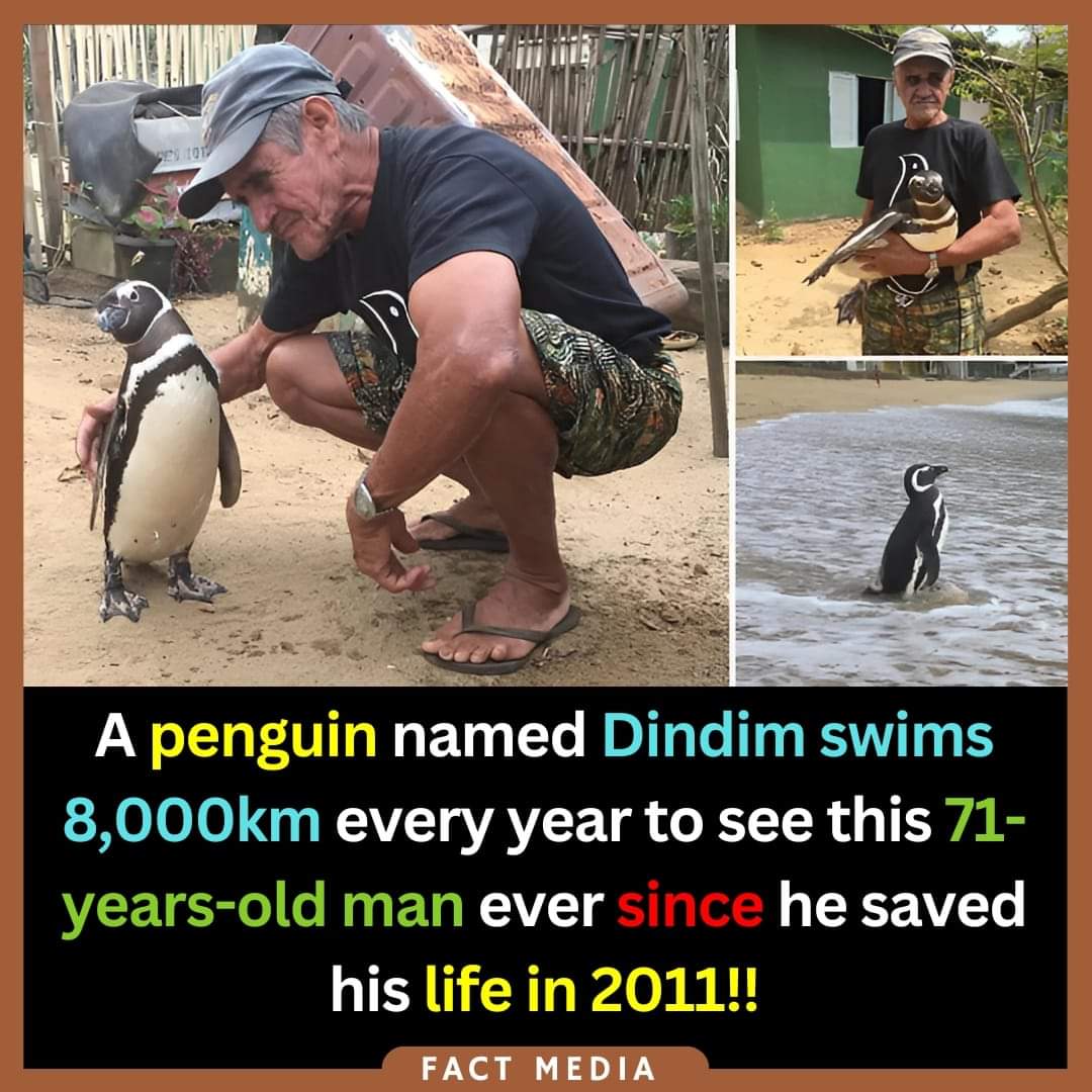 Kisah Kesetiaan Dindim the penguin sangat comel berenang 8000km setiap tahun