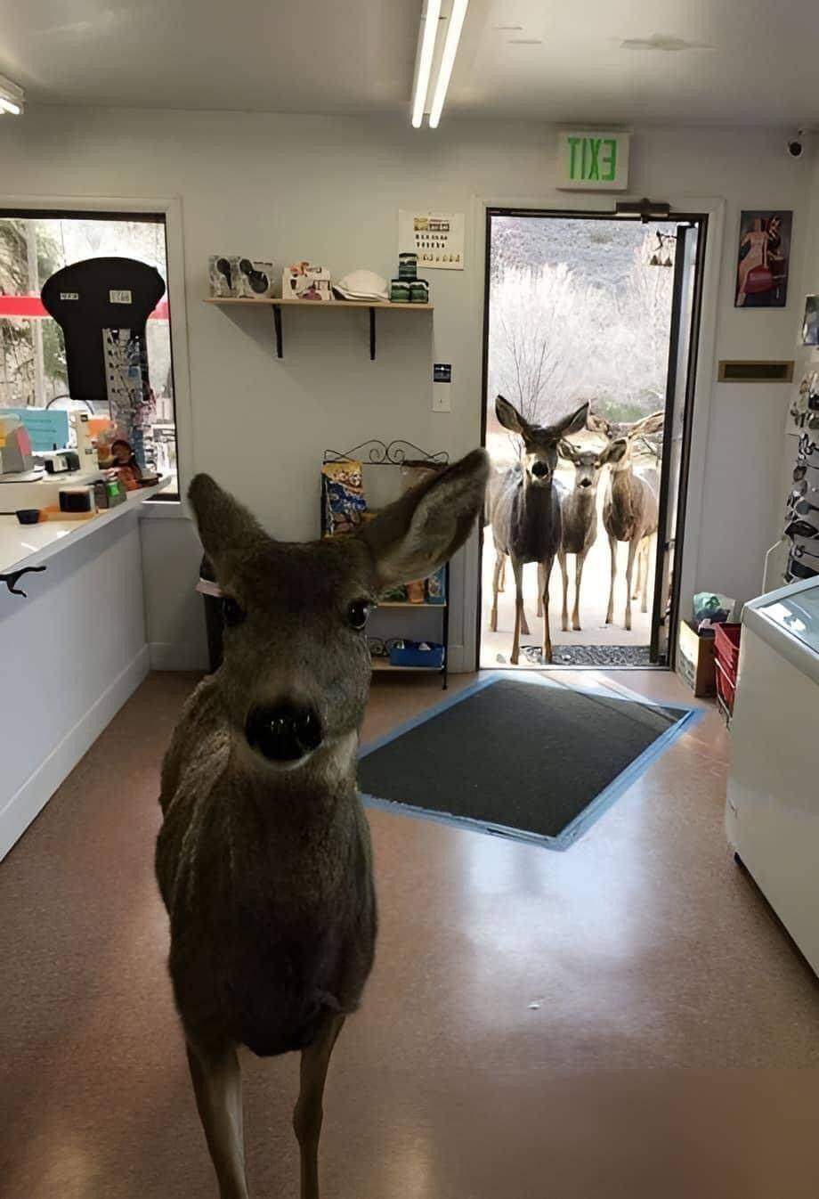 Seekor Rusa dan Keluarganya Menjadi Tetamu Istimewa di Kedai Colorado