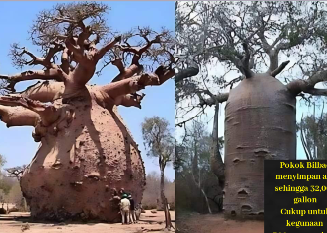 Pokok baobab tangki air semulajadi untuk kegunaan 300 manusia sehari