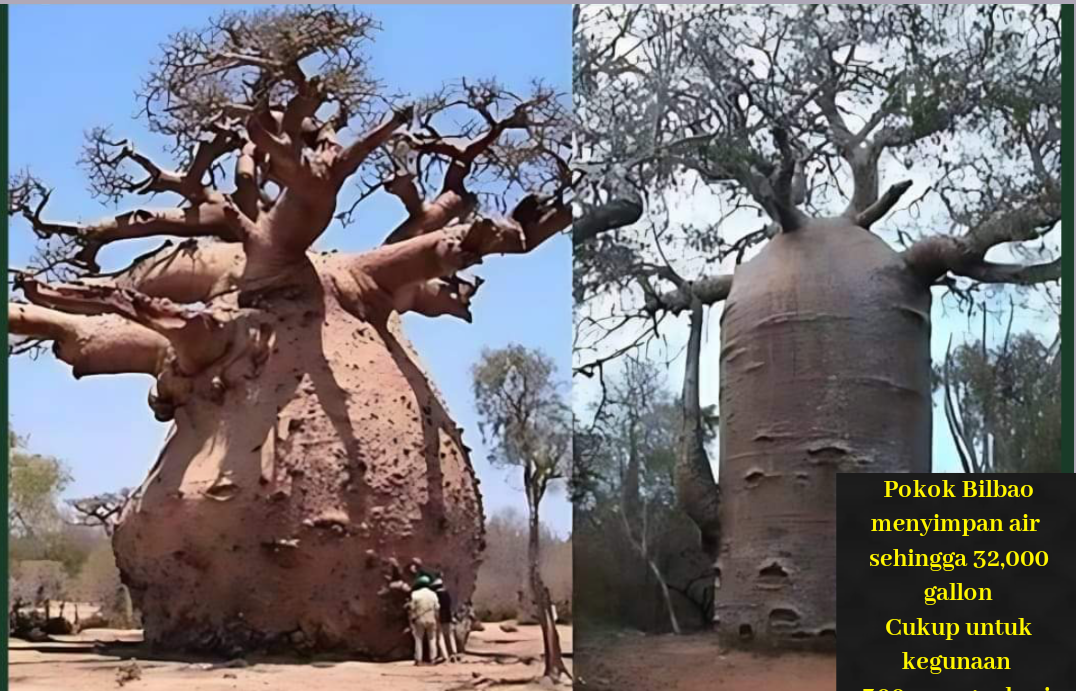 Pokok baobab tangki air semulajadi untuk kegunaan 300 manusia sehari