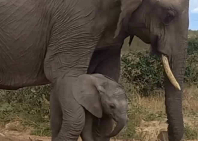 [Video] Kisah Anak Gajah dan Ibunya: Menikmati Kedamaian Alam Semula Jadi