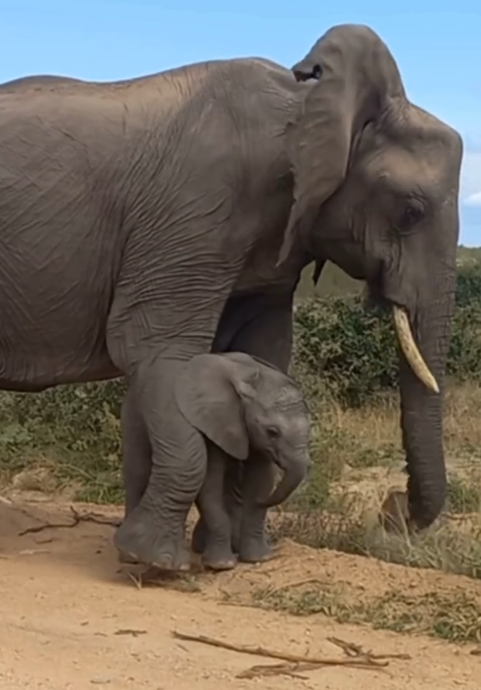 [Video] Kisah Anak Gajah dan Ibunya: Menikmati Kedamaian Alam Semula Jadi