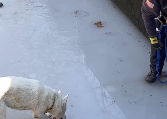 Operasi Menyelamatkan Anjing Husky dalam Kolam Penapisan sisa