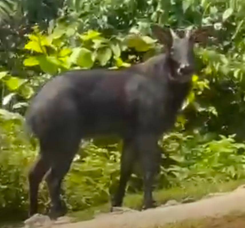 Ini kesan semakin kritikal akibat penerokaan hutan di Gua Musang